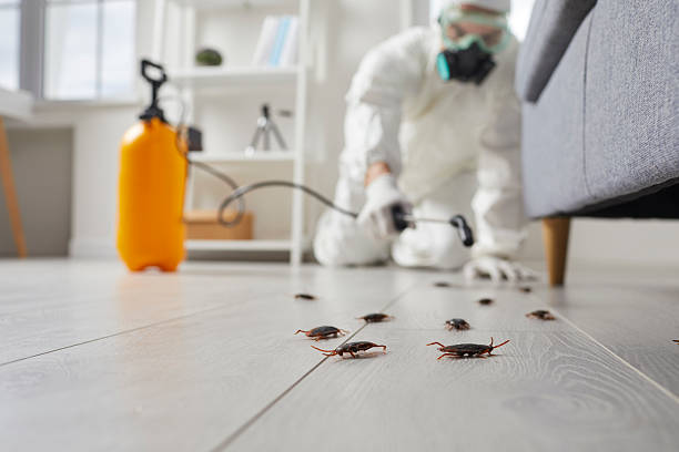 Post-Treatment Bed Bug Interceptor Monitoring in Balch Springs